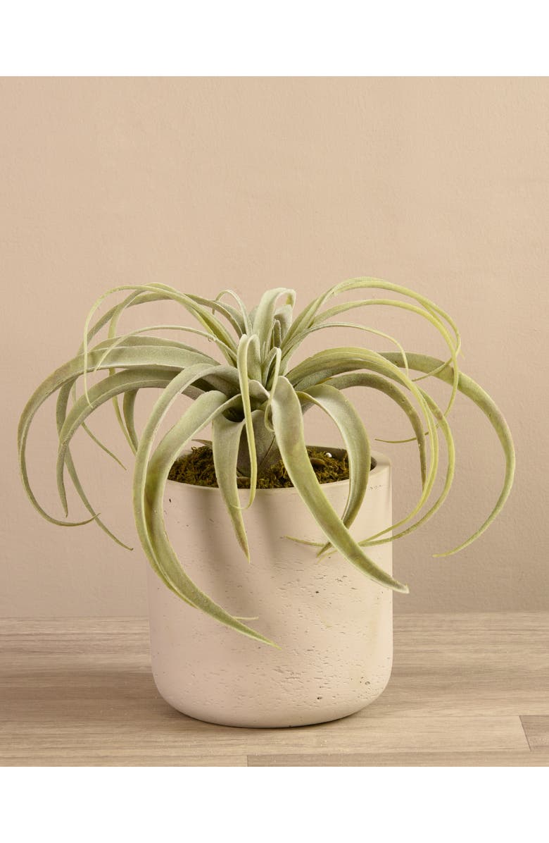 Bloomr Tillandsia Planter Decoration, Alternate, color, 
