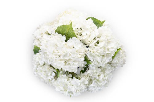 Cocobella Tinsley Realtouch Hydrangea Arrangement In Snow