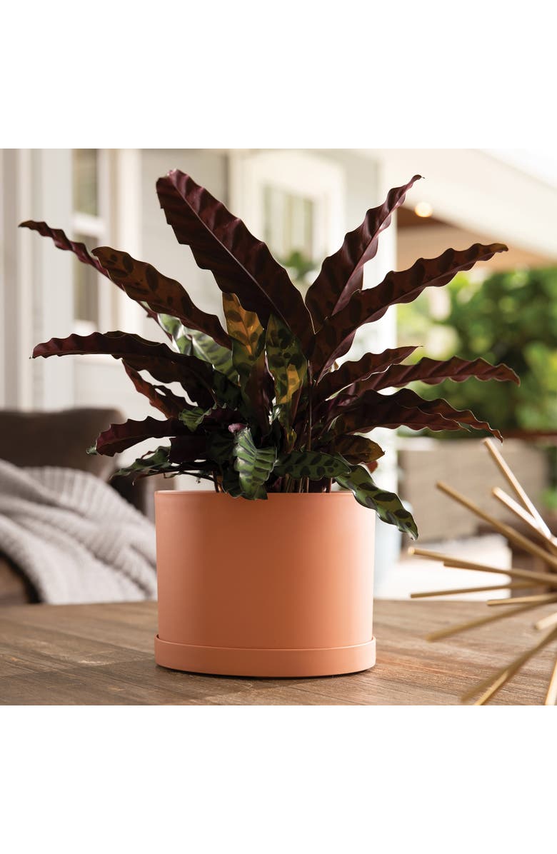 Bloem Mathers 5"W x 7"H Gardening Planter with Saucer Tray, Muted Terra Cotta, Alternate, color, Orange