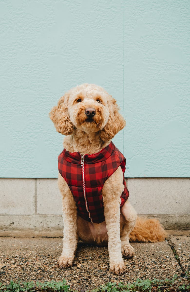 Lucy & Co. The Holly Jolly Reversible Puffer Dog Vest, Alternate, color, 