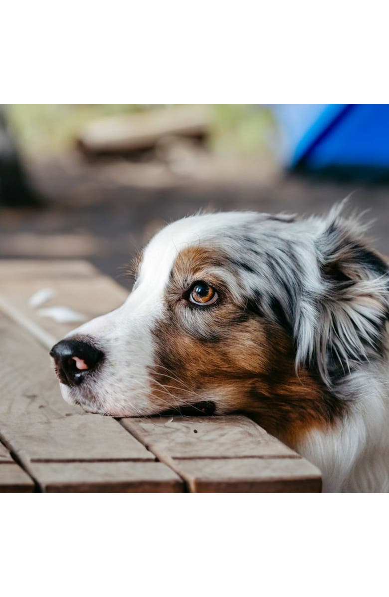 Silipint Aquafur Silicone 18Oz Dog Bowl, Colapsible/Foldable, Peppermint, Alternate, color, 