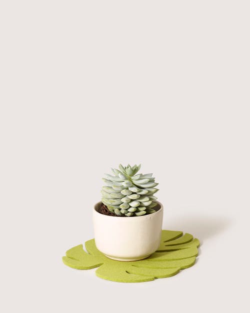 Graf & Lantz Graf Lantz Merino Wool Medium Monstera Trivet In Pistachio