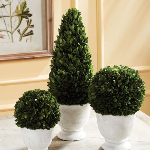 Napa Home & Garden Boxwood Cone Topiary In Pot In Green