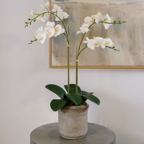 Cg Hunter Artificial 2-stem Phalaenopsis White Orchid In White