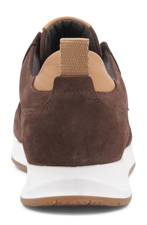 Bruno Magli Capri Sneaker In Brown Suede