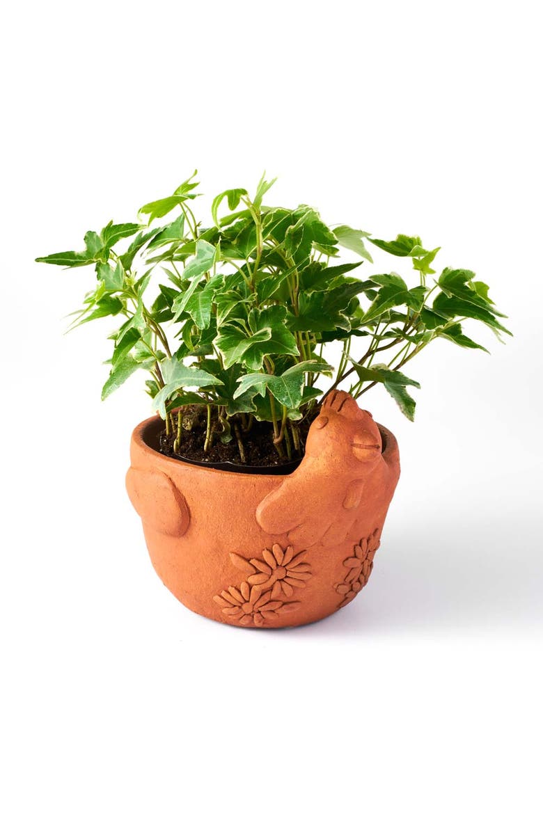 Rakshana Plant Pot, Main, color, Chicken