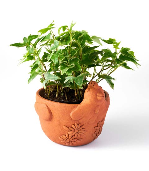 Rakshana Plant Pot