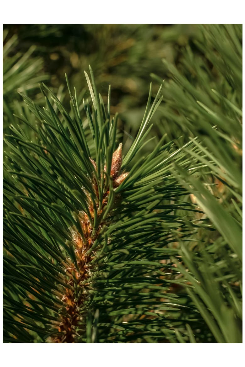 Frasier Fir Car Pro Set, Alternate, color, FRASIER FIR