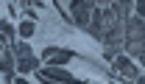 Natori Floral Fields Crew Socks