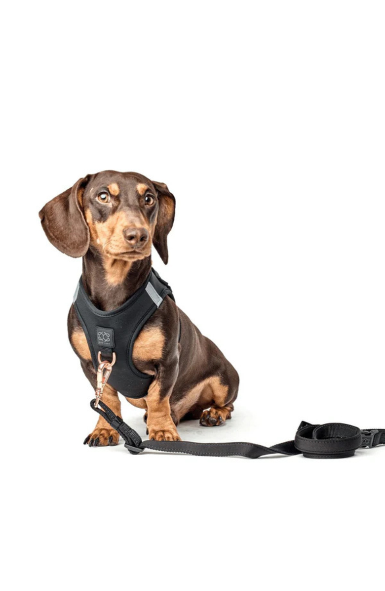 Dogistry SoHo Dog Harness, Alternate, color, Black - Extra Large