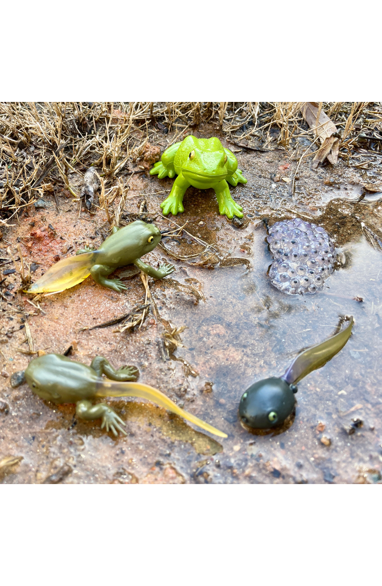 Safari Ltd. Life Cycle Of A Frog, Alternate, color, NO COLOR