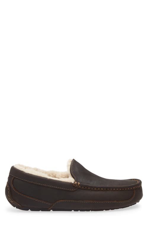 Ugg(r) Ascot Slipper In Brown