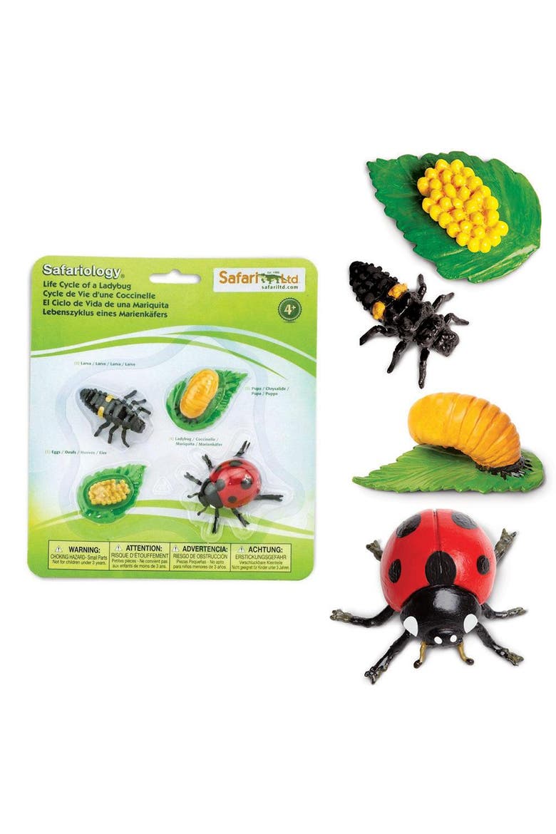 Life Cycle Of A Ladybug, Alternate, color, No Color