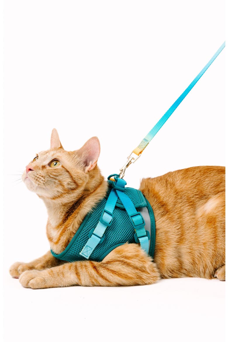 Joey Cat Harness and Leash Set, Alternate, color, Joey