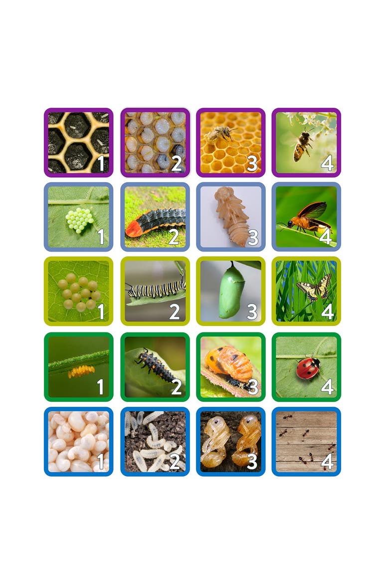 Insect Life Cycle Game - Investigate Bees, Ants, Butterfly and Firefly, Alternate, color, Multicolor