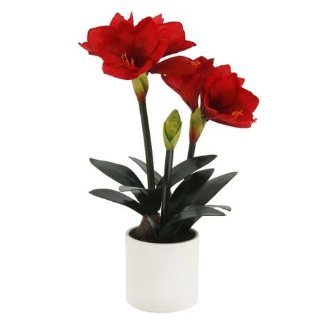 24" Red Amaryllis Arrangement in White Pot