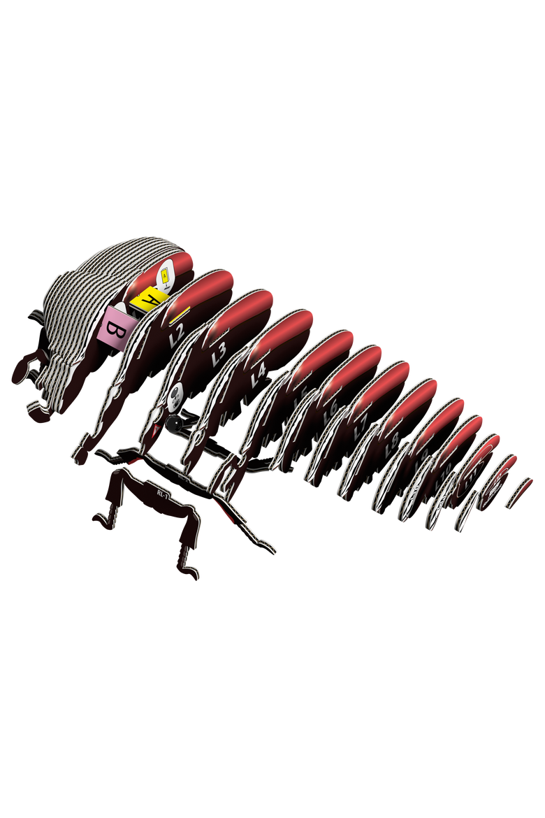 Goliath Beetle 3D Puzzle, Alternate, color, No Color