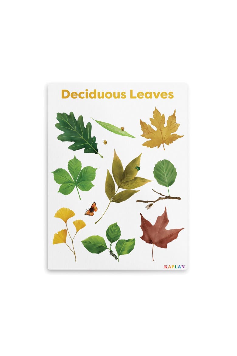 Deciduous Leaves Giclee Classroom Wall Print, Main, color, green