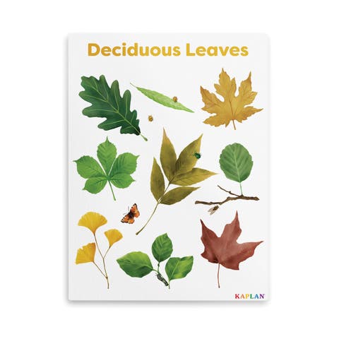 Deciduous Leaves Giclee Classroom Wall Print