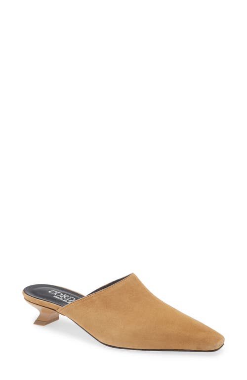 Cordani Ronan Kitten Heel Mule In Brown