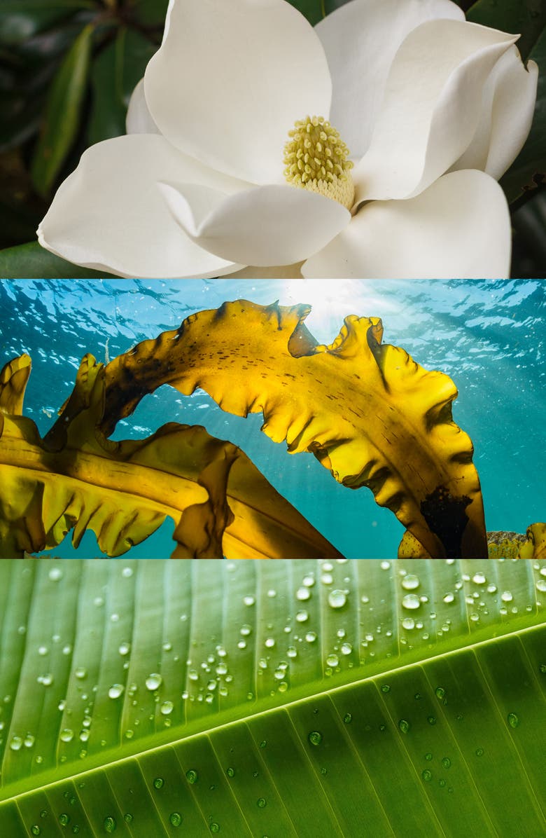 House of Bo El Sireno Parfum, Alternate, color, 