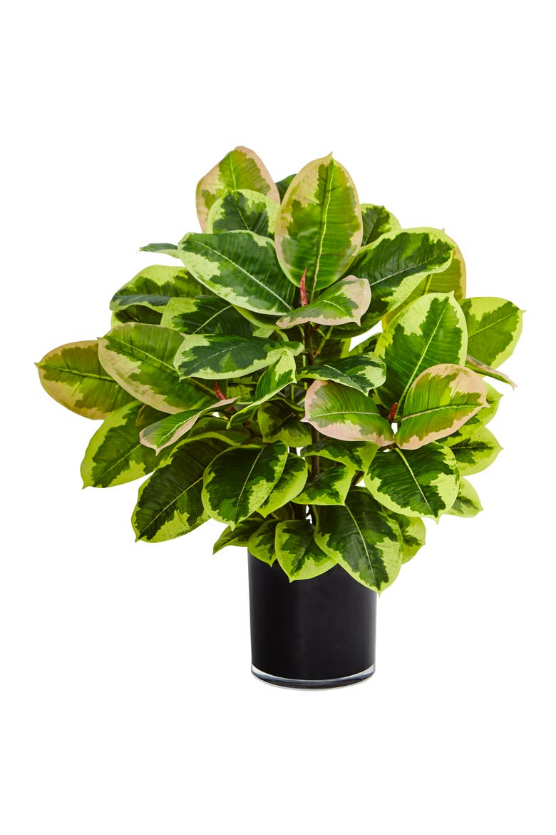 Artificial Rubber Plant in Glossy Cylinder, Main, color, Green