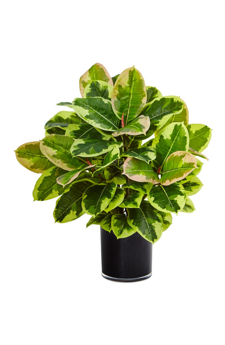 NEARLY NATURAL Artificial Rubber Plant in Glossy Cylinder, Main, color, Green