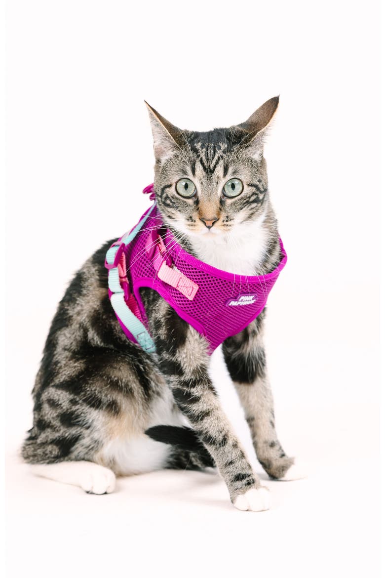 Joana Cat Harness and Leash Set, Alternate, color, Joana