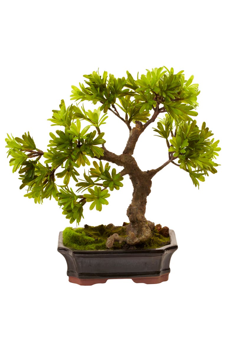 NEARLY NATURAL Podocarpus with Mossed Bonsai Planter, Main, color, Green