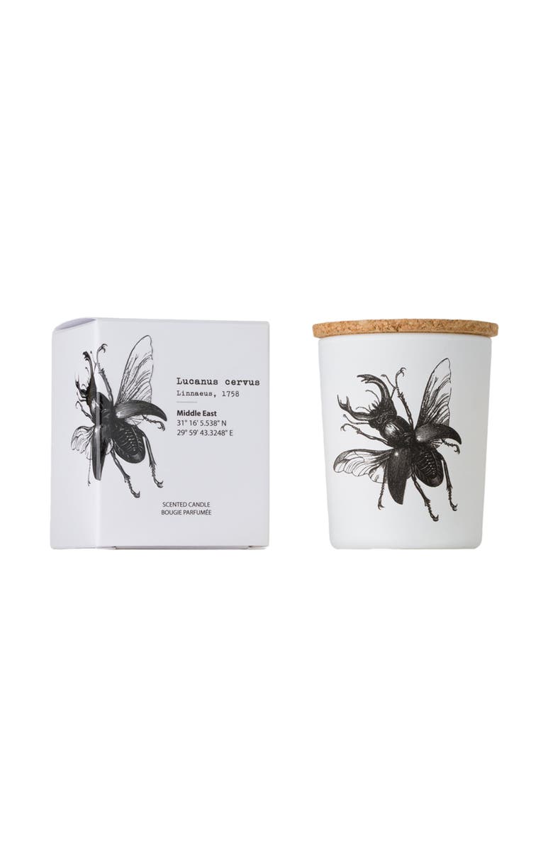 Vila Hermanos Insect Candle In Jar 2.65 Ounce, Alternate, color, Lucanus Cervus