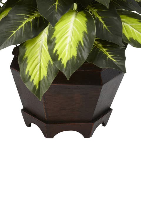 Triple Golden Dieffenbachia with Wood Vase