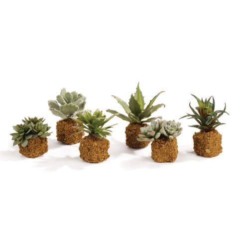 Succulent Faux (Fake) Drop-Ins 5.5"