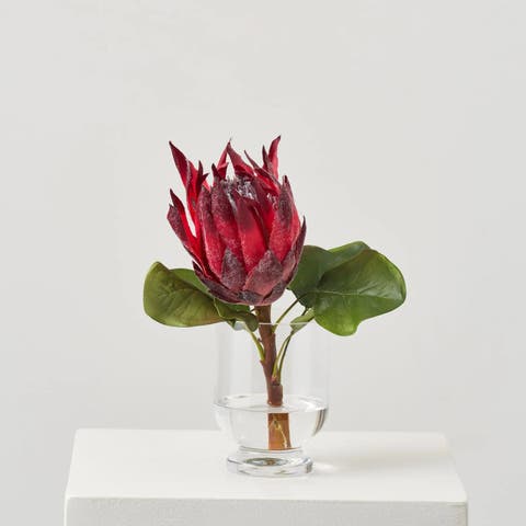 Burgundy King Protea Bloom Single Stem in vase
