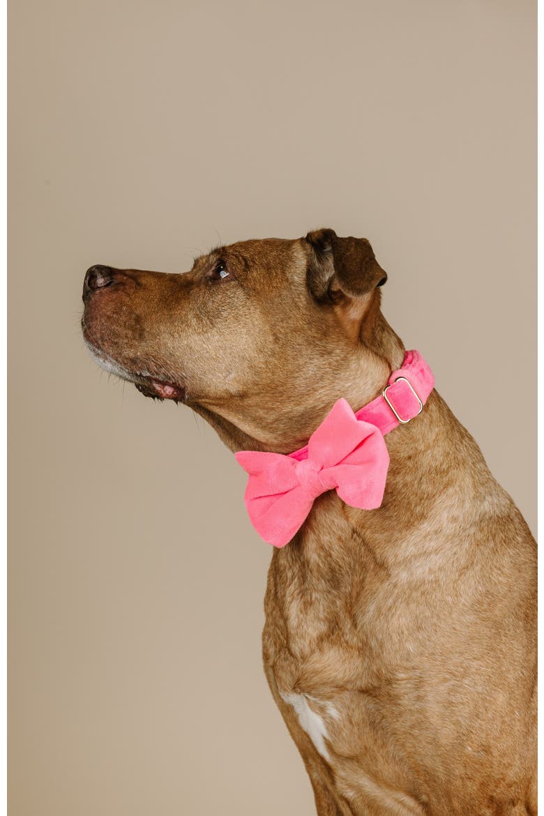 Valentina Bow Tie, Alternate, color, Valentina