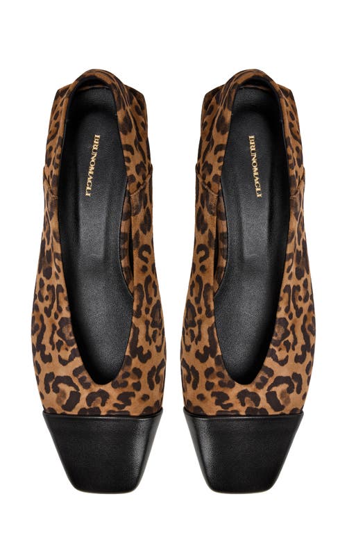 Bruno Magli Patria Square Toe Flat In Brown