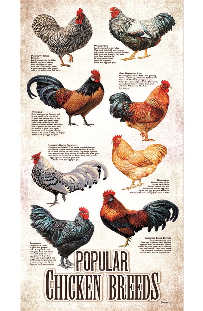 Sunsout Popular Chicken Breeds 500 piece Jigsaw Puzzle for Adults, Alternate, color, 