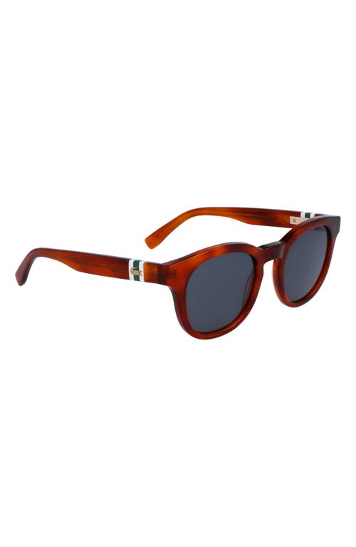 Lacoste 49mm Oval Sunglasses In Brown