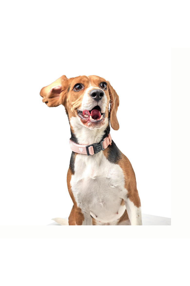 Sweetheart 3+ Collar Band, Alternate, color, Sweetheart