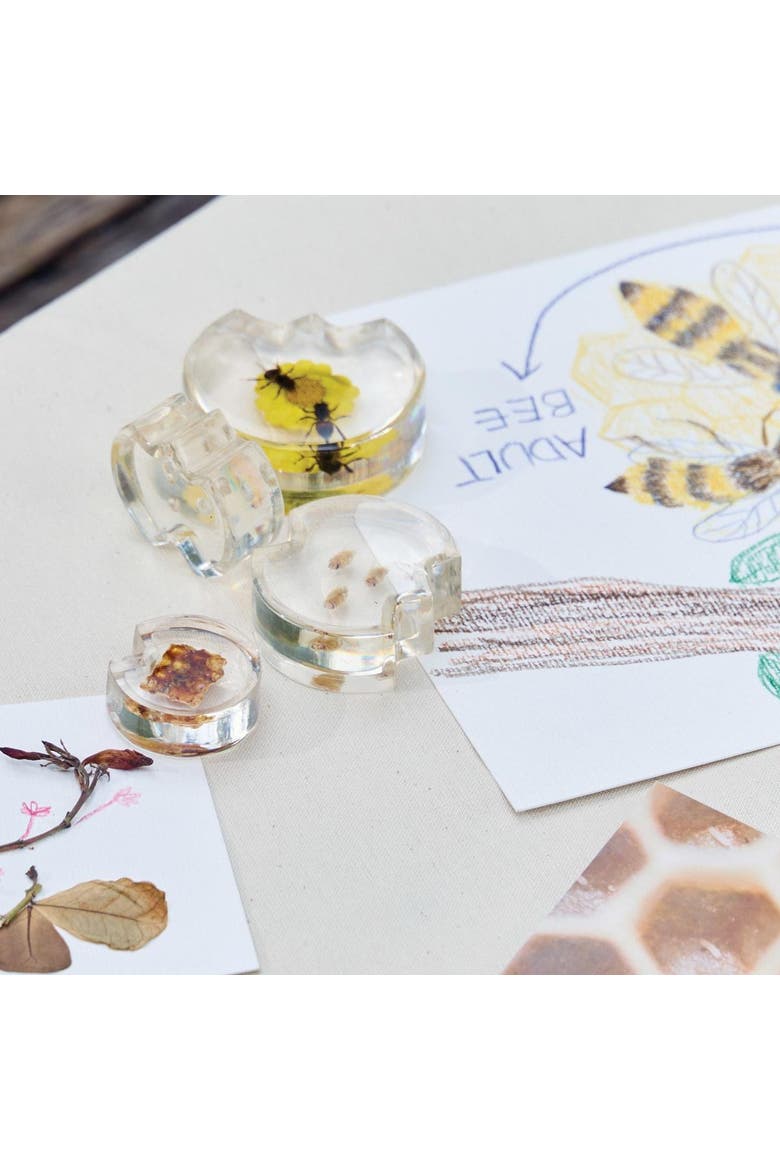 Specimen Life Cycle Puzzles - Honey Bee, Alternate, color, Multicolored