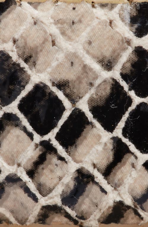 Nordstrom Katie Snakeskin Embossed Belt