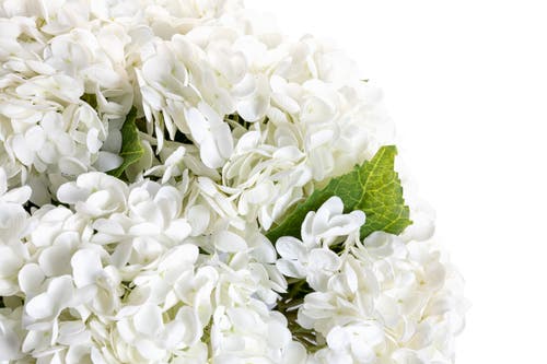 Cocobella Tinsley Realtouch Hydrangea Arrangement In Snow