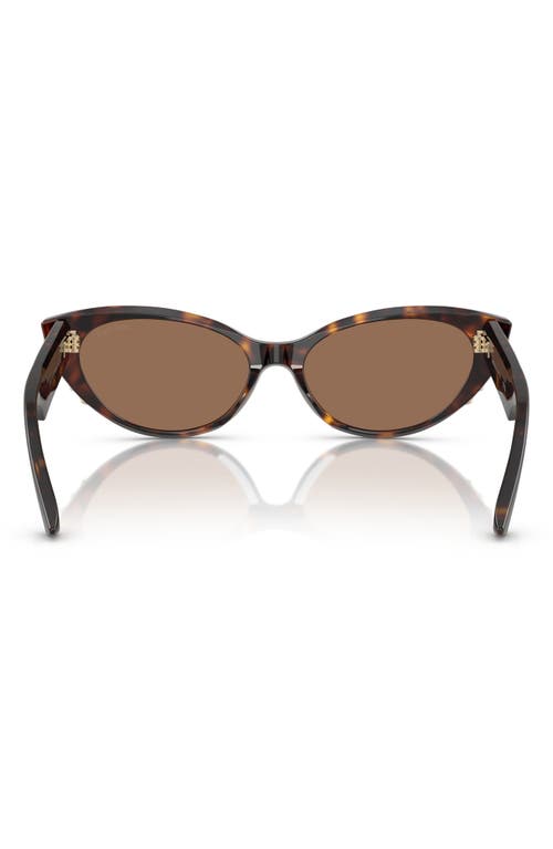 Jimmy Choo 55mm Cat Eye Sunglasses In Havana