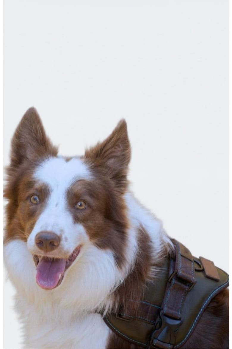 Signature Leather Dog Harness, Alternate, color, Medium Green
