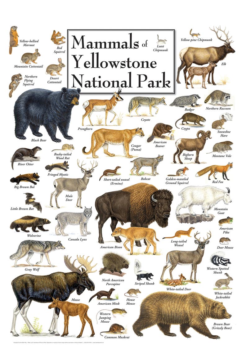 Mammals of Yellowstone 1000 Piece Puzzle, Alternate, color, Multicolor