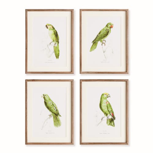 Napa Home & Garden 17.75"W x 1"D x 23.5"H Parrot Illustrations In Green Framed Wall Art Set of 4  product