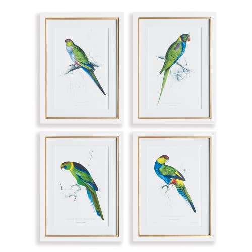 Napa Home & Garden Colorful Parrots Prints St/4 In Green