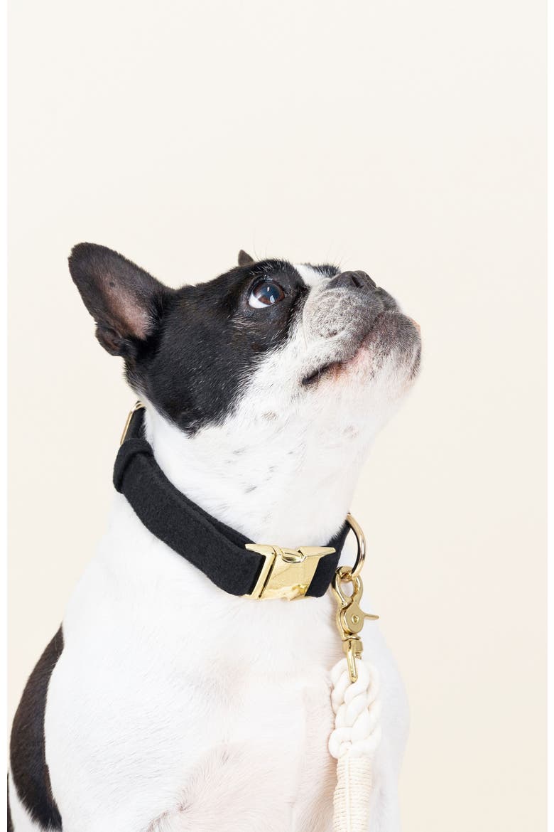 Ryan Dog Collar, Alternate, color, Ryan