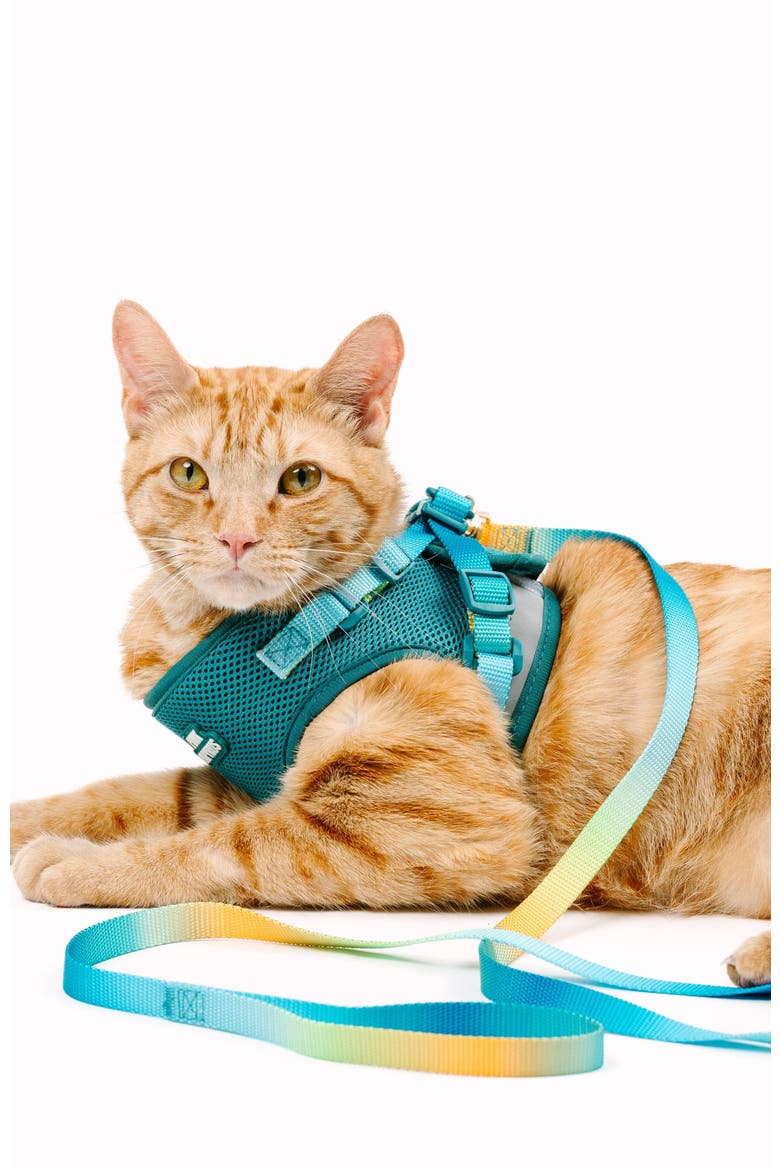 Joey Cat Harness and Leash Set, Alternate, color, Joey