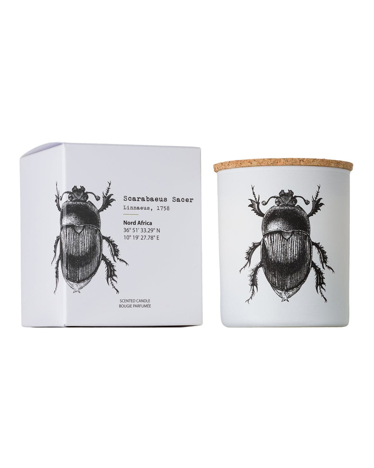 Scarabeus Sacer