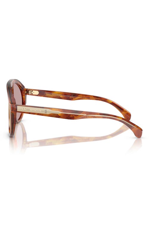 Moncler Unisex Sunglasses Me6001 Fhaite In Tortoise